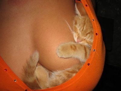 kitten.jpg