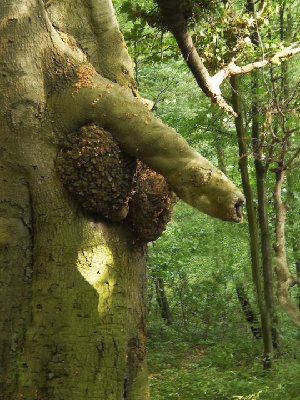 Ein sehr maennliche Baum